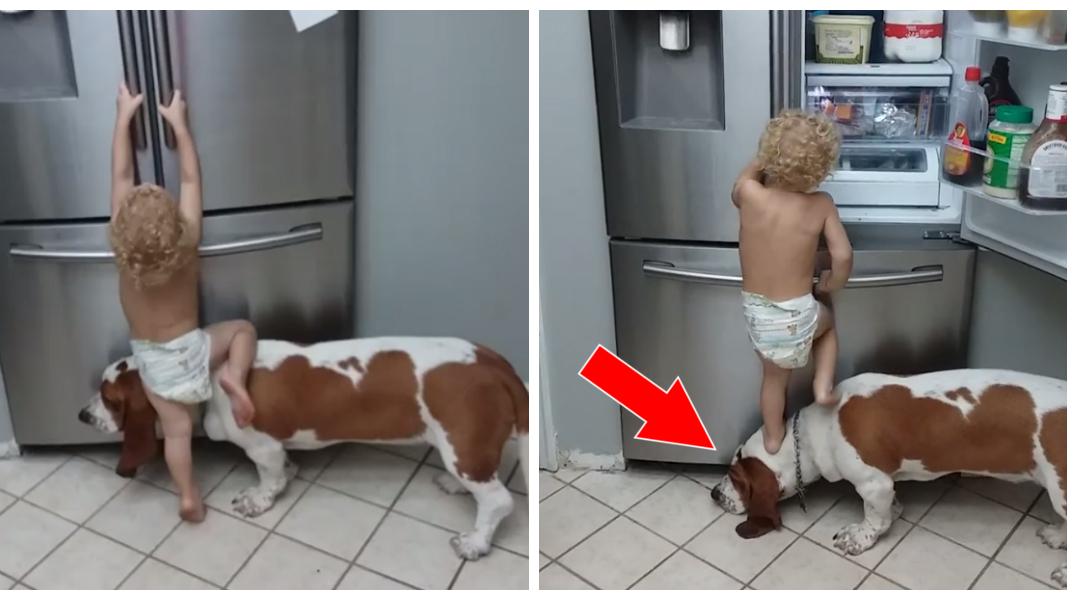 Ein Kleinkind steigt seinem Hund auf den Rücken, um an den