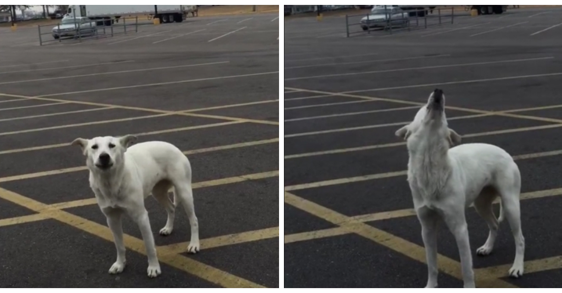 Jeden Tag jault dieser Hund auf dem Parkplatz eines Supermarkts, bis