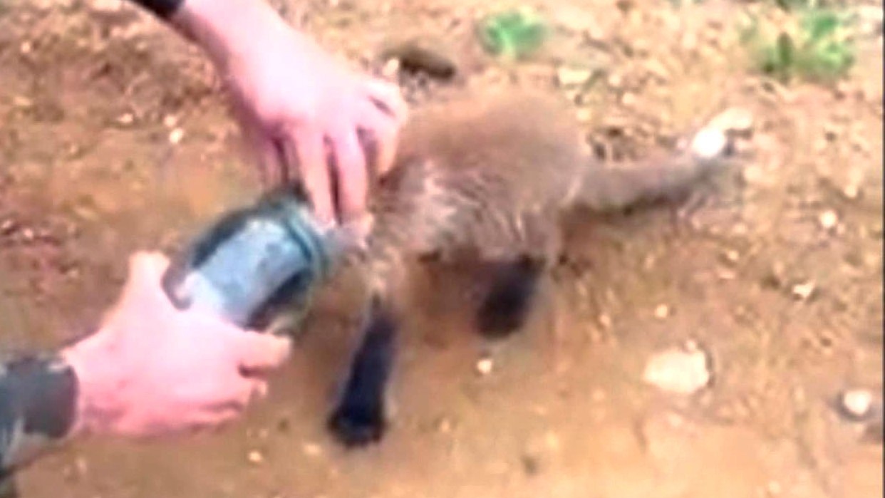 Ein mit dem Kopf im Glas feststeckender Fuchs wird von Spaziergängern