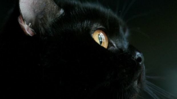 Er adoptiert eine schwarze Katze. Kurz danach rettet sie ihm das Leben