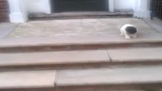 Dieser Welpe hat Angst vor der Treppe&hellip; Also findet er eine andere