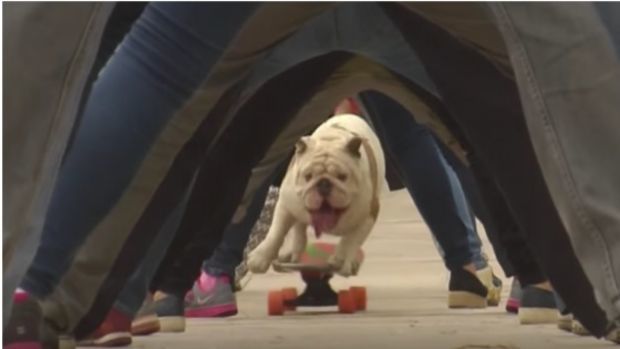 Dieser Hund hat unwahrscheinliches Talent er fährt Skateboard wie ein