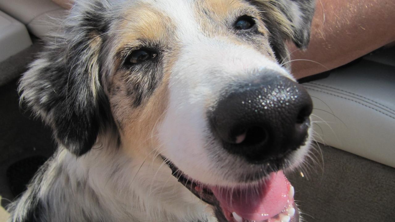 Bittet man diesen Hund zu lächeln, dann lächelt er doch tatsächlich!