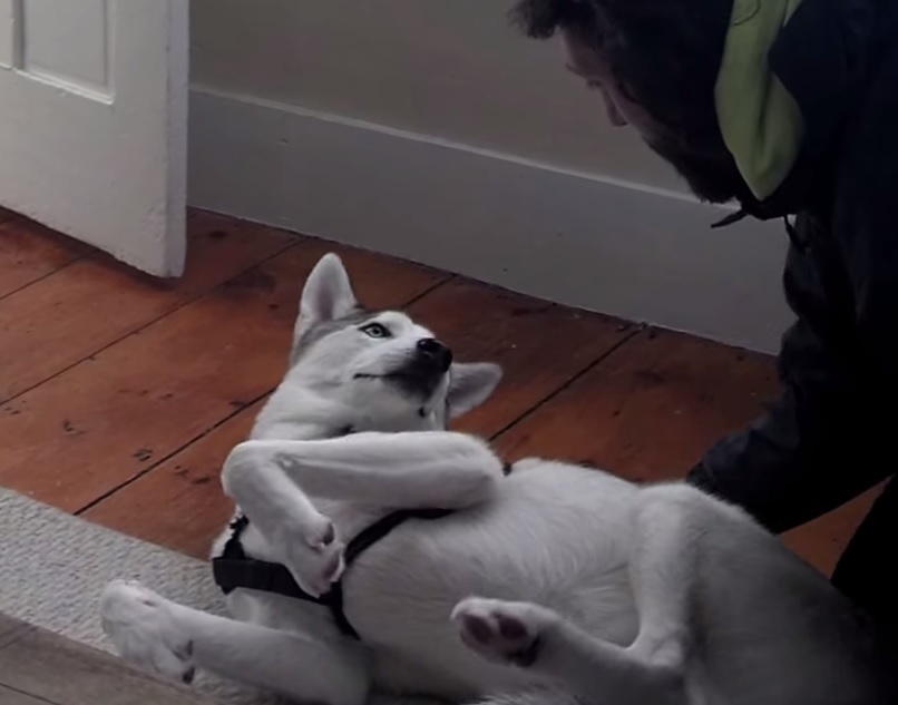 Dieser Hund weigert sich, in seine Hundehütte zu gehen. Sie werden