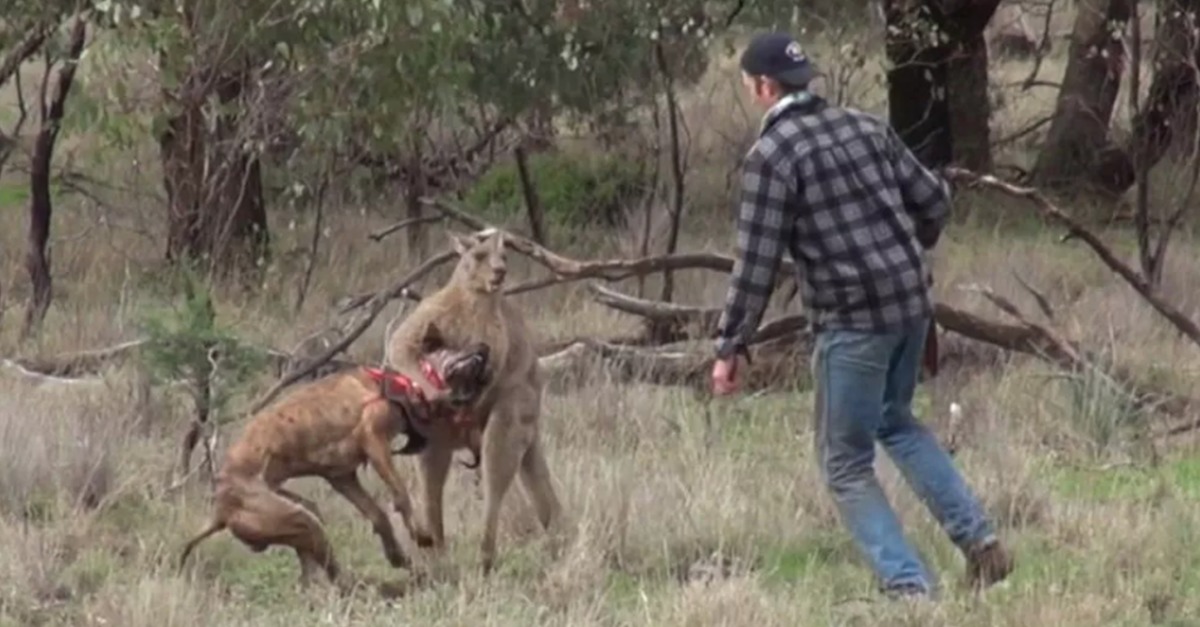 Mann rennt auf Känguru los, um Hund zu retten. Ein spektakulärer Kampf