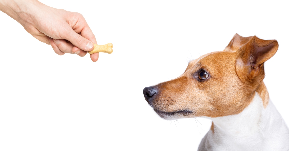 Forschung offenbart Ein Hund weiß ganz genau, wenn ein Mensch böse ist