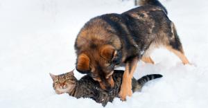 Die Unglaubliche Reaktion Eines Hundes Der Eine Katze Im Schnee Findet