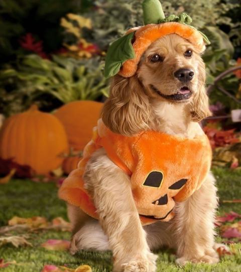 Halloween 11 Ideen Wie Dein Hund Bei Jeder Party Mithalten Kann