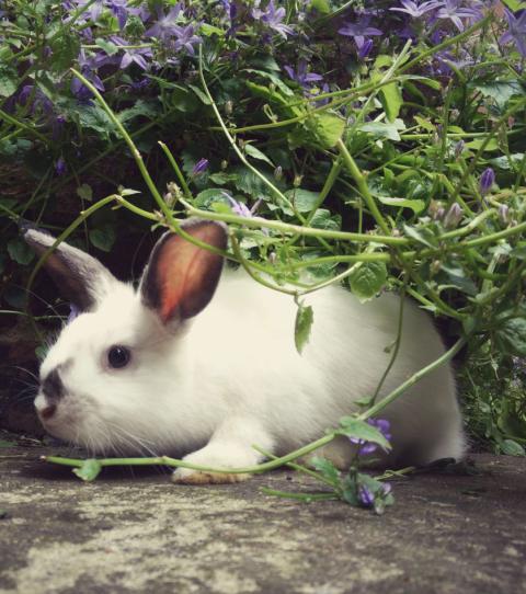 Die Sussesten Kaninchen Rassen Der Welt