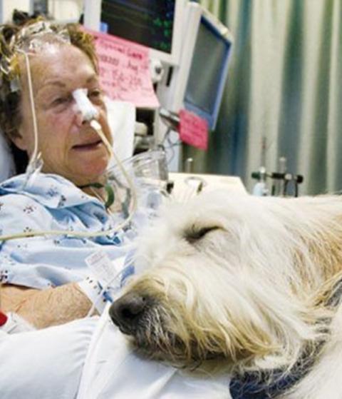 Wenn Die Treuesten Freunde Kraft Und Trost Spenden Hier Durfen Tiere Ihre Besitzer Im Krankenhaus Besuchen