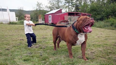 Der Grosste American Pit Bull Terrier Der Welt Es Ist Unfassbar Wie Schwer Er Ist