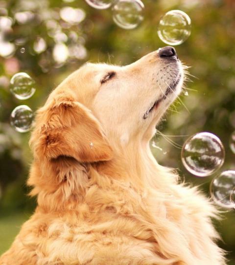 Golden Retriever 15 Fakten Und Bilder Zum Schonen Familienhund