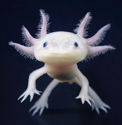 Der Axolotl, dieser kleine Wasserlurch mit dem unwiderstehlichen