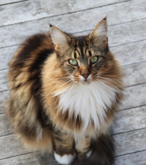 Maine Coon Katze 15 Fakten Und Bilder Zur Beliebten Katzenrasse