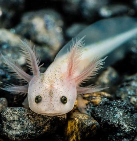 Der Axolotl, dieser kleine Wasserlurch mit dem unwiderstehlichen