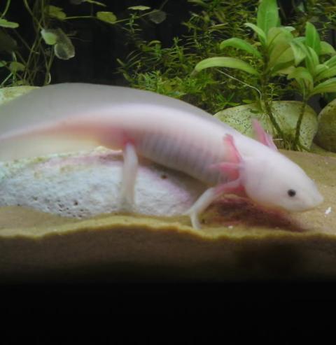 Der Axolotl, dieser kleine Wasserlurch mit dem unwiderstehlichen