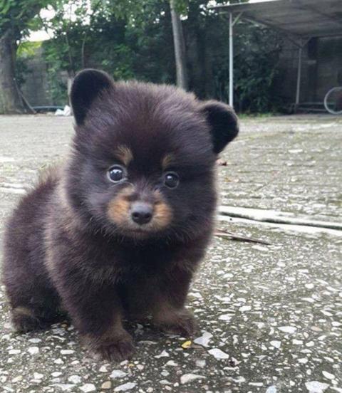 Die Allersussesten Hundewelpen Zaubern Dir Ein Lacheln Ins Gesicht