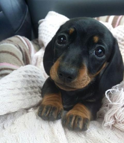 Die Allersussesten Hundewelpen Zaubern Dir Ein Lacheln Ins Gesicht