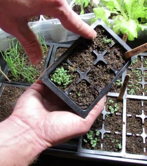 Zimt im Garten: Nützliche Tipps für deine Pflanzen