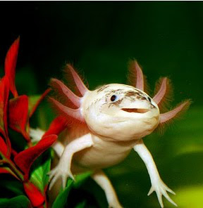 Der Axolotl, dieser kleine Wasserlurch mit dem unwiderstehlichen