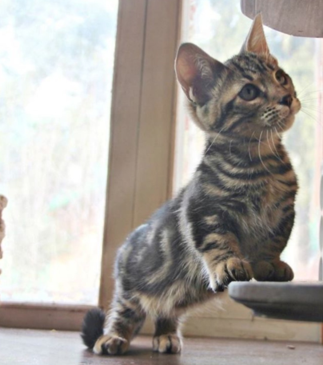 Munchkins Diese Niedlichen Katzen Bleiben Für Immer Babys