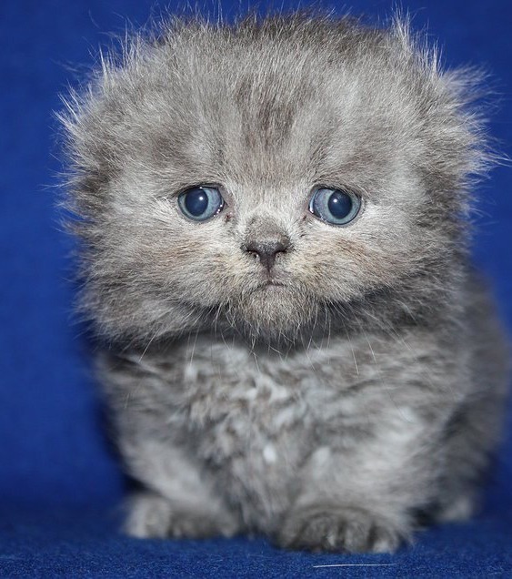 Munchkins Diese Niedlichen Katzen Bleiben Für Immer Babys