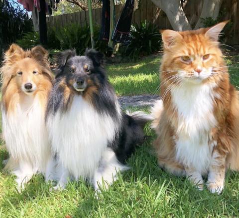 Rekord Diese Maine Coon Ist Die Größte Katze Der Welt