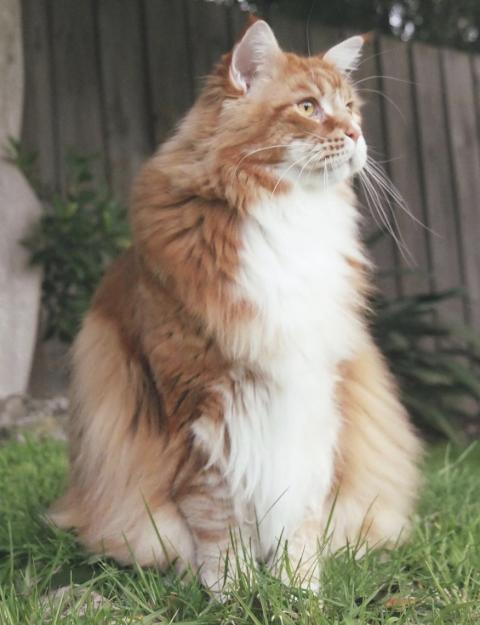 Rekord Diese Maine Coon Ist Die Größte Katze Der Welt