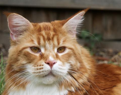 Rekord Diese Maine Coon Ist Die Größte Katze Der Welt