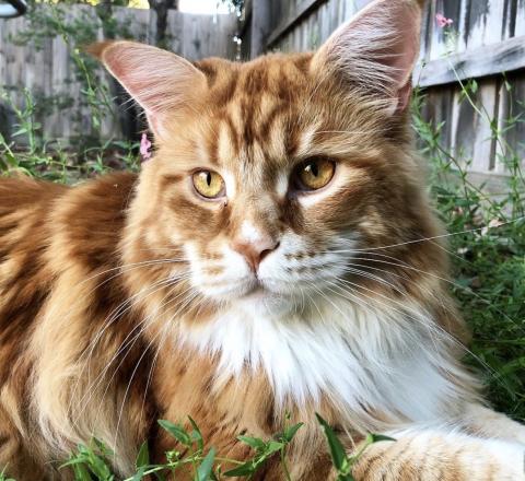 Maine Coon Omar Ist Die Grosste Katze Der Welt