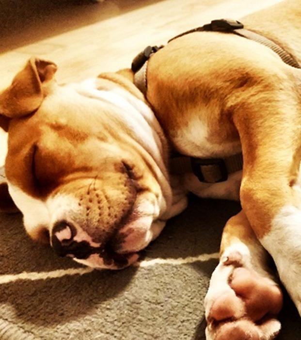 Wenn dein Hund beim Schlafen so eine Position hat, solltest du wissen