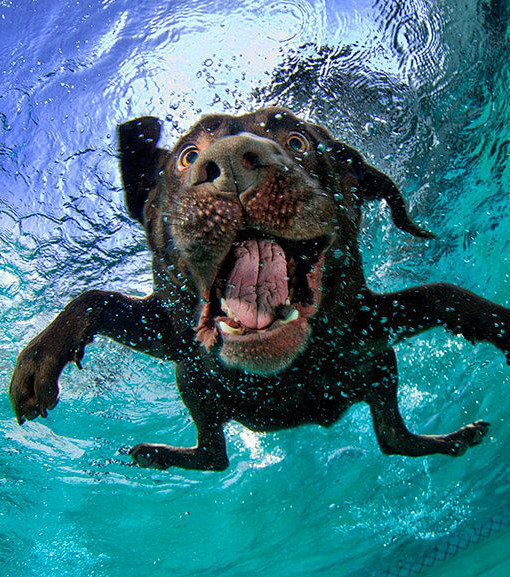 11 Faszinierende Bilder Von Hunden Unter Wasser