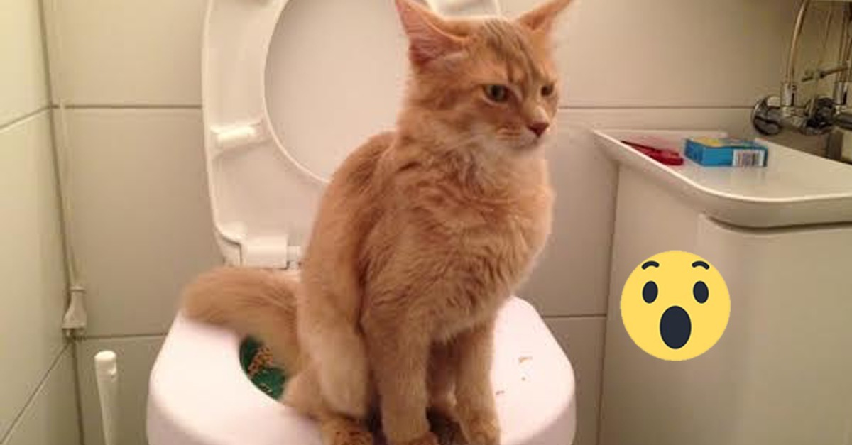 Was Diese Katze Auf Der Toilette Macht Ist Einfach Der Helle Wahnsinn