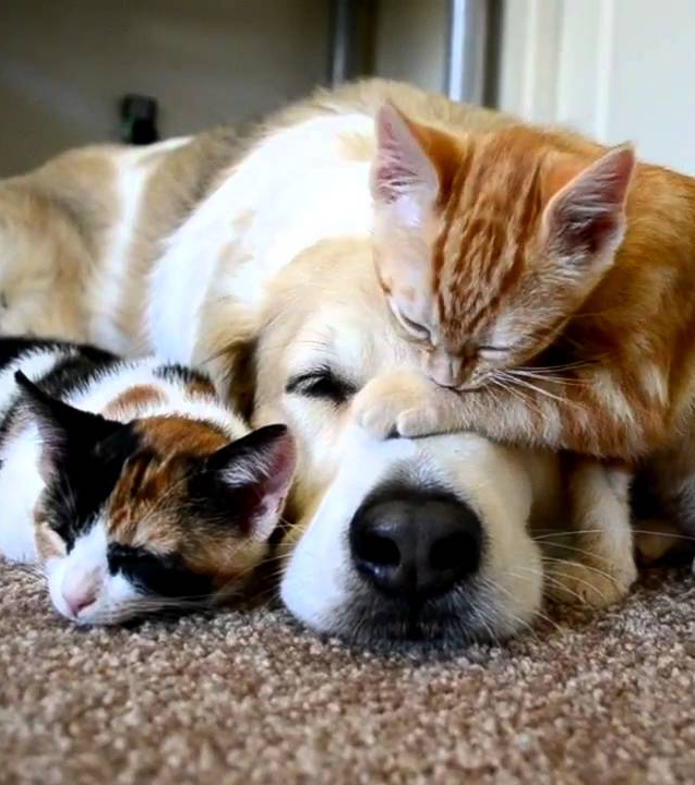 Katzen und Hunde am Kuscheln