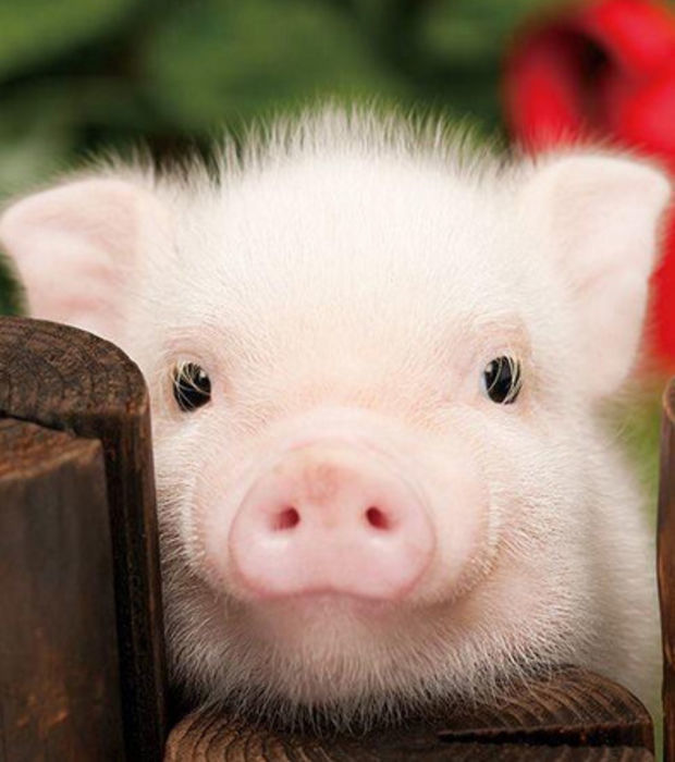 Das Schwein 15 Fakten Und Bilder Zu Einem Unterschatzen Tier