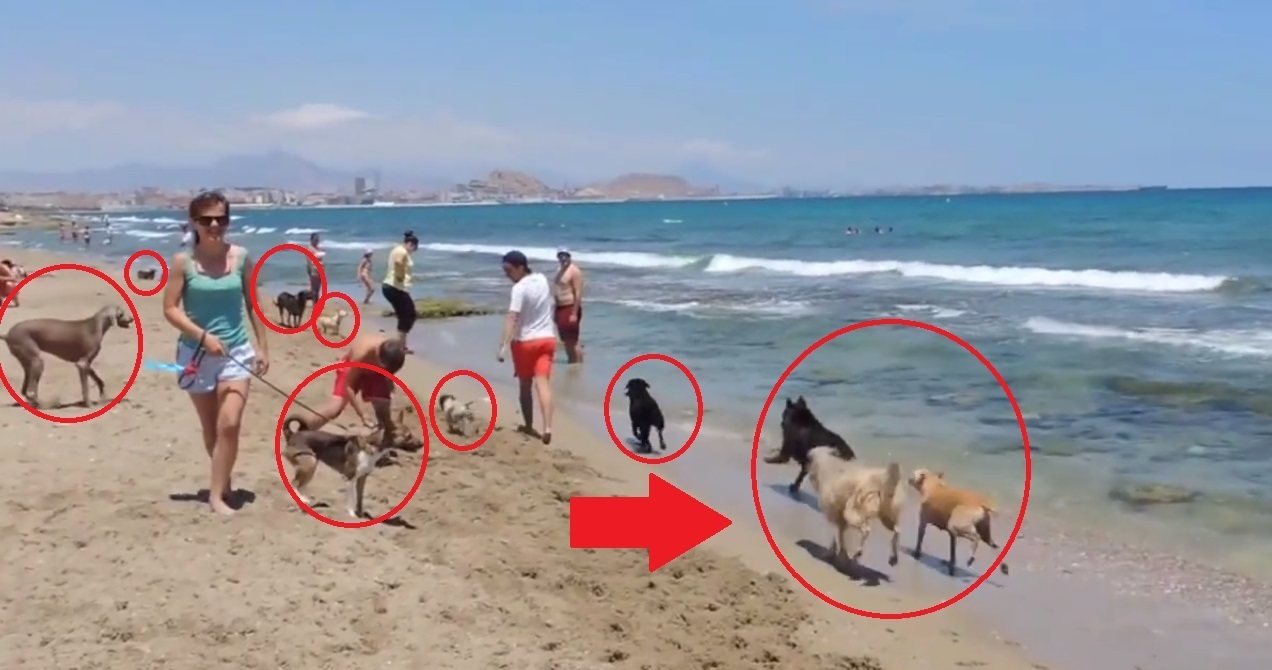 In Barcelona gibt es jetzt einen Strand für Vierbeiner