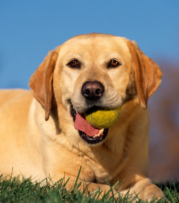 Labrador Charakter Und Erziehung Des Hundes