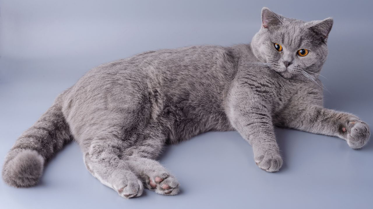 Die Britisch Kurzhaar Katze Herkunft Charakter Pflege Preis