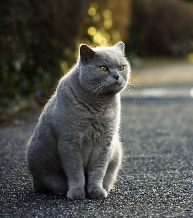 Die Schonsten Katzenrassen Der Welt