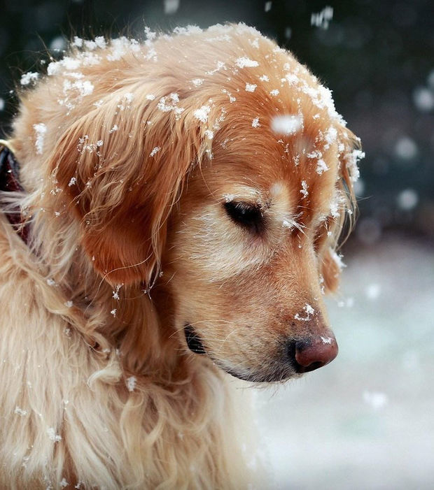 Golden Retriever 15 Fakten Und Bilder Zum Schonen Familienhund