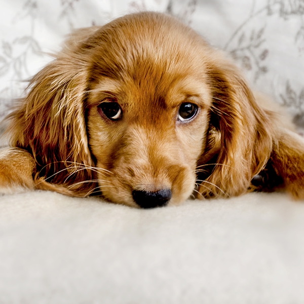 Die Allersussesten Hundewelpen Zaubern Dir Ein Lacheln Ins Gesicht