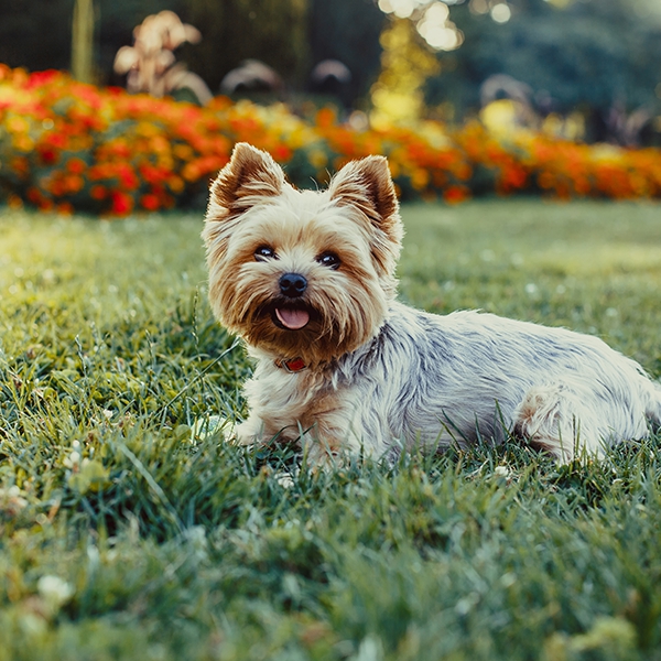 Die Allersussesten Hundewelpen Zaubern Dir Ein Lacheln Ins Gesicht