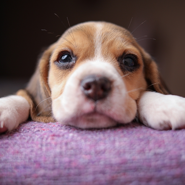 Die Allersussesten Hundewelpen Zaubern Dir Ein Lacheln Ins Gesicht