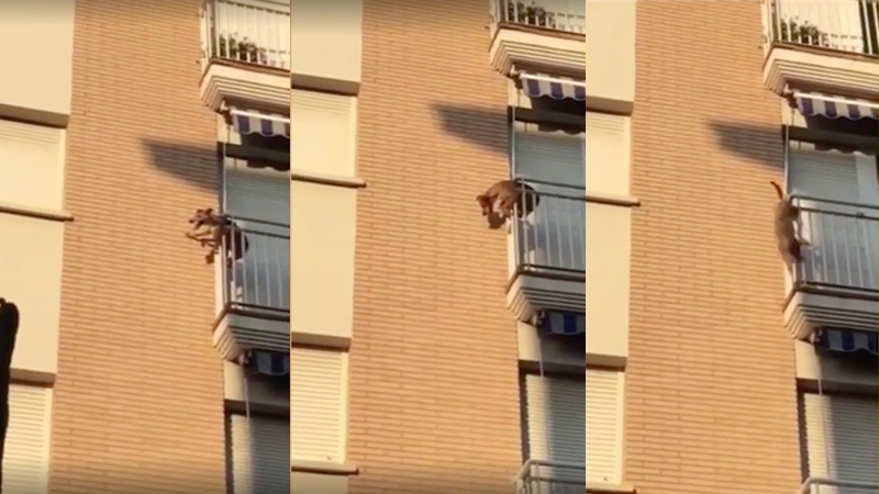 Drama Hund In Praller Sonne Auf Dem Balkon Ausgesperrt