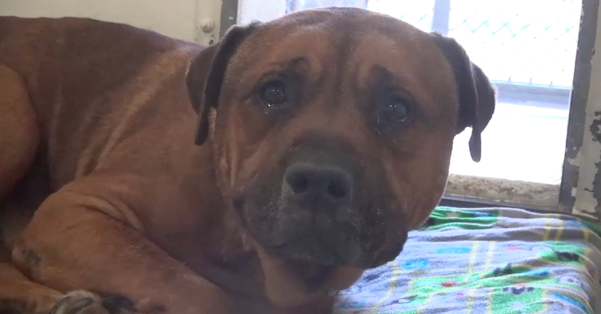 Nach zwei Schicksalsschlägen Hund weint bitterlich