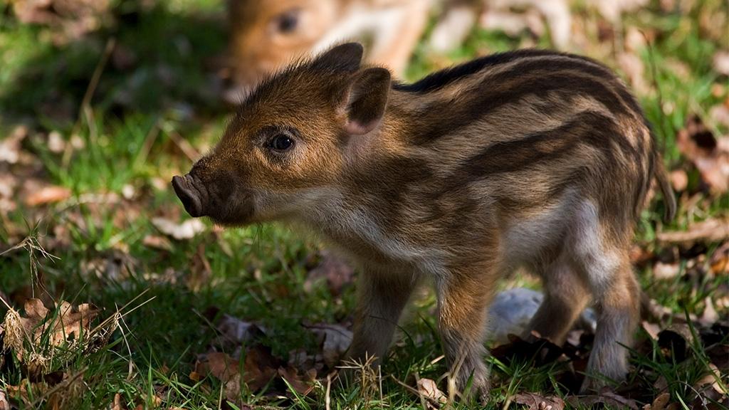 Ein Rettungsfloss Mit Steg Fur Frosche Kriechtiere Und Andere Kleine Tiere Damit Der Pool Fur Sie Nicht Zur Todlichen Falle Wird