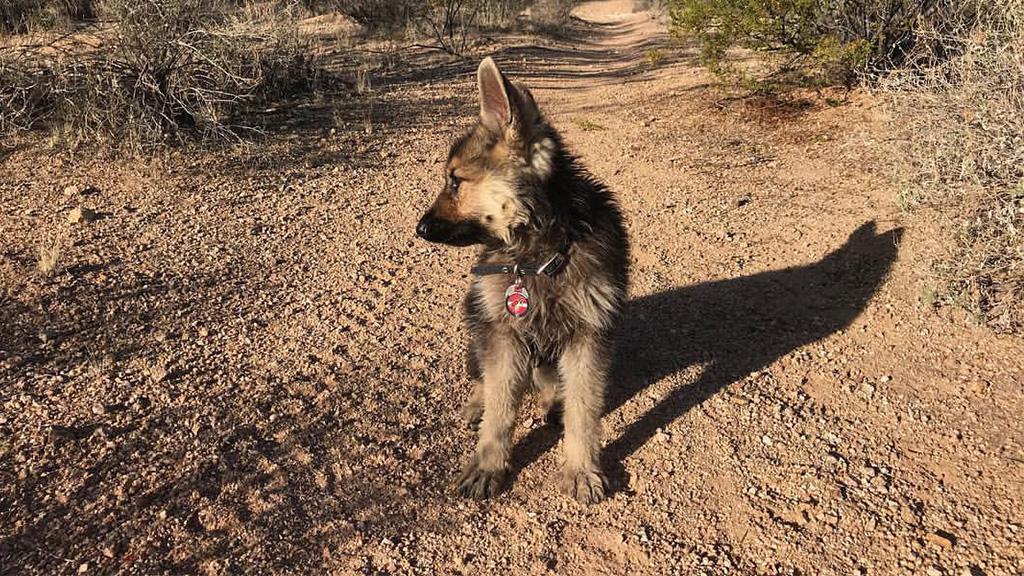 Ungewöhnliches Schicksal Zwei Jahre alter Hund wird nie wachsen