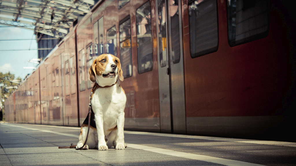 Als sich der Zug nähert, trifft der Hund eine unglaubliche Entscheidung