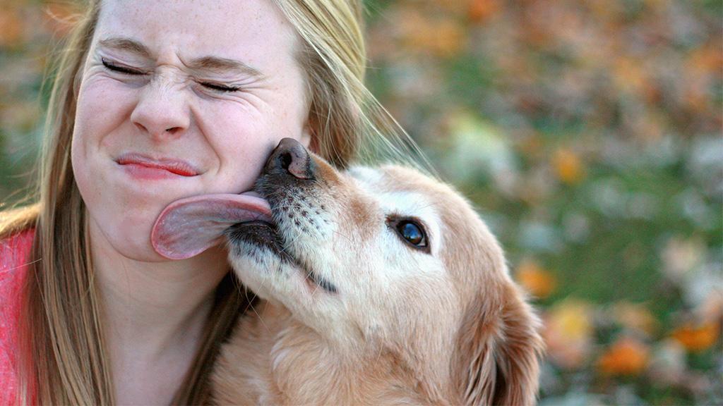 Gesicht abschlecken Warum dein Hund es tut und warum du unbedingt eine