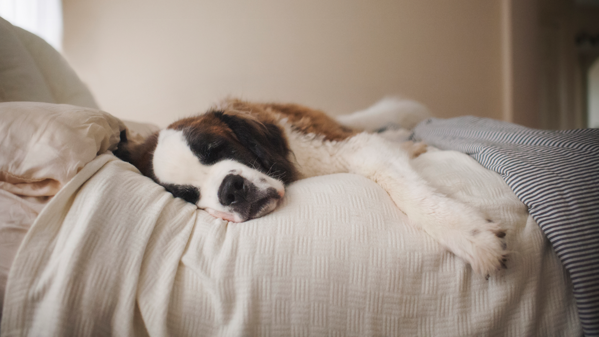 Ihr Hund soll zum Tierarzt, da entdeckt sie ihn reglos im Bett